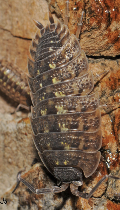 <p>isopod crustacean</p><p>one pair of legs per legged segment</p>