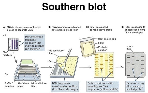 * a laboratory technique used to detect specific DNA sequences in a sample. 
* It involves the separation of DNA fragments by gel electrophoresis, transfer of the fragments to a membrane, and hybridization with a labeled DNA probe. 