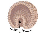 <p>The reorganization of cells into embryonic germ layers; a series of cell and tissue movement in which the blastula-stage embryo folds inward, producing a three-layered embryo</p>