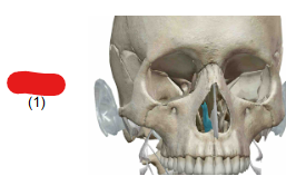 <p>What Facial bone / how many per?</p>