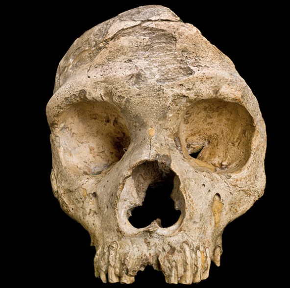 <p>Genus</p>