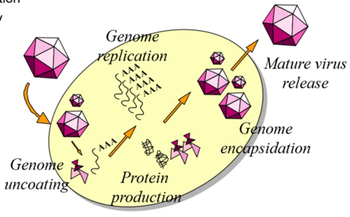 <p>-Uncoating the genome</p><p>-+/- Genome integration (retroviruses)</p><p>-Genome replication</p><p>-Protein production</p><p>-Virus assembly</p>
