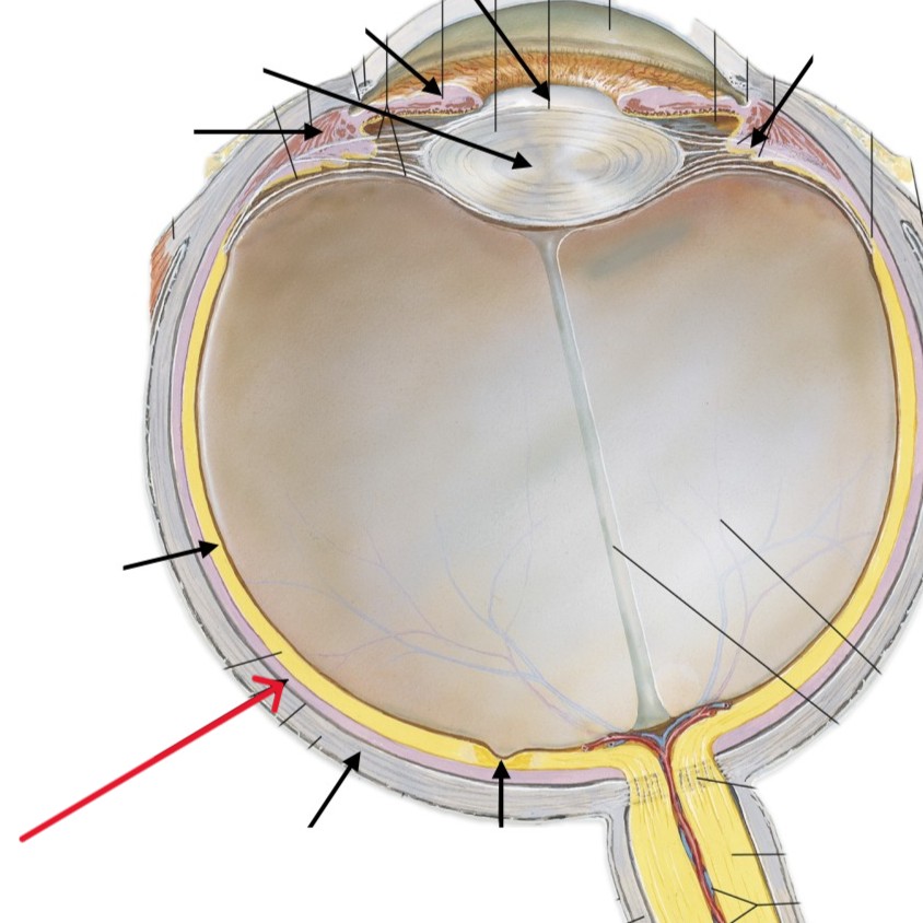 <p>Which part of the eye is:</p><ul><li><p>Middle layer of eye’s wall</p></li><li><p>Between sclera and retina</p></li></ul><p></p>