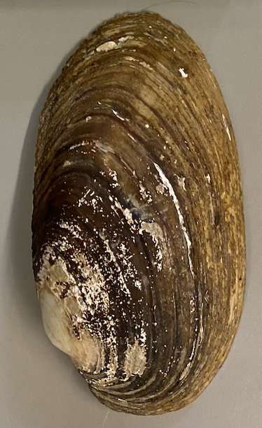 <p>unaltered remains shell commonly with 2 identical valves (mirror images) joined by a hinge. has a raised protuberance called an umbo arises near the hinge *hint, not a brachiopod</p>