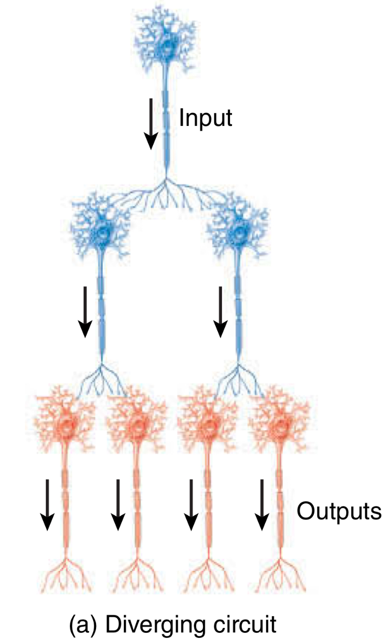 <p>Diverging circuit </p><ul><li><p>output?</p></li></ul><p></p>
