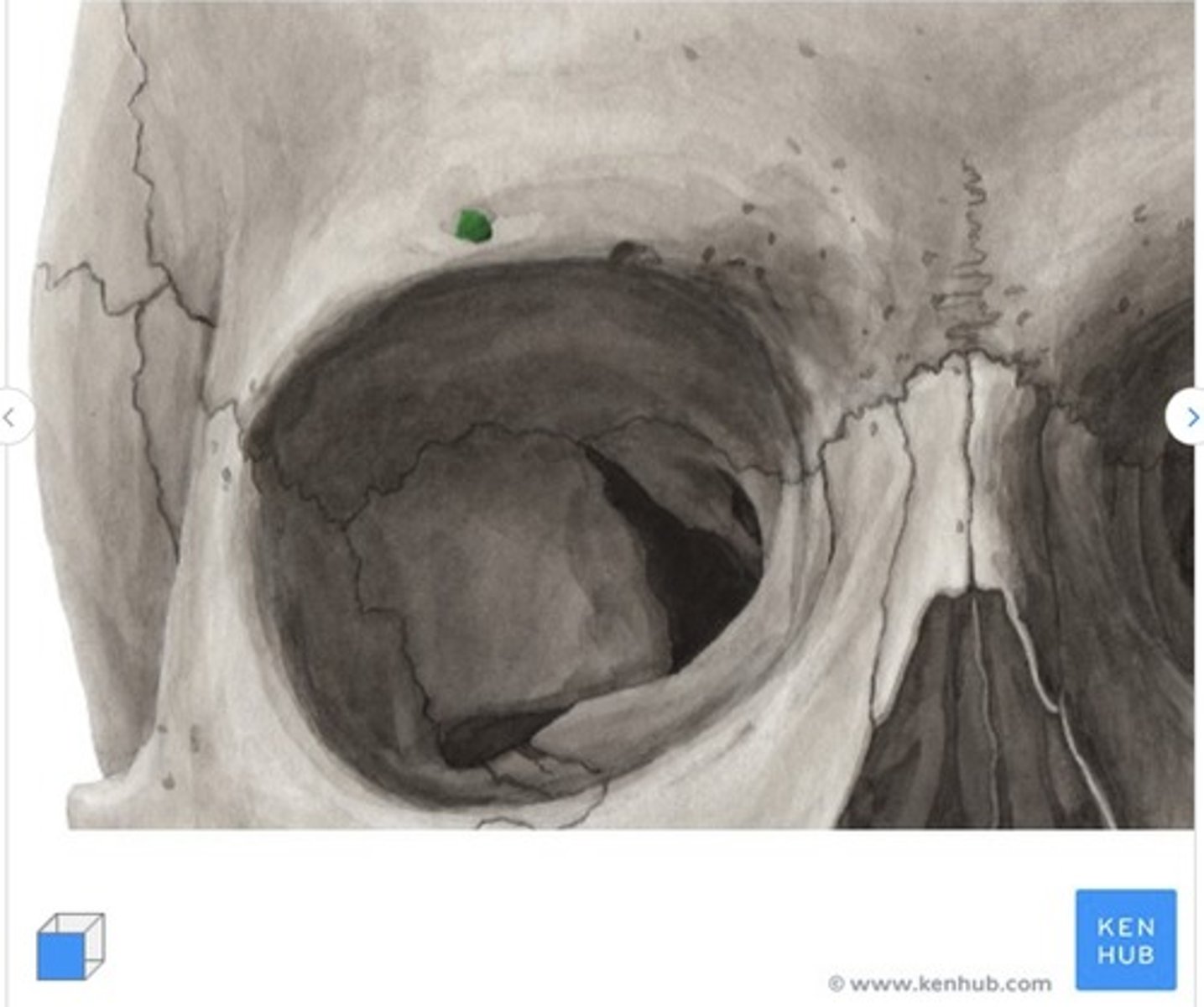<p>What is this called and what bone is it on?</p>