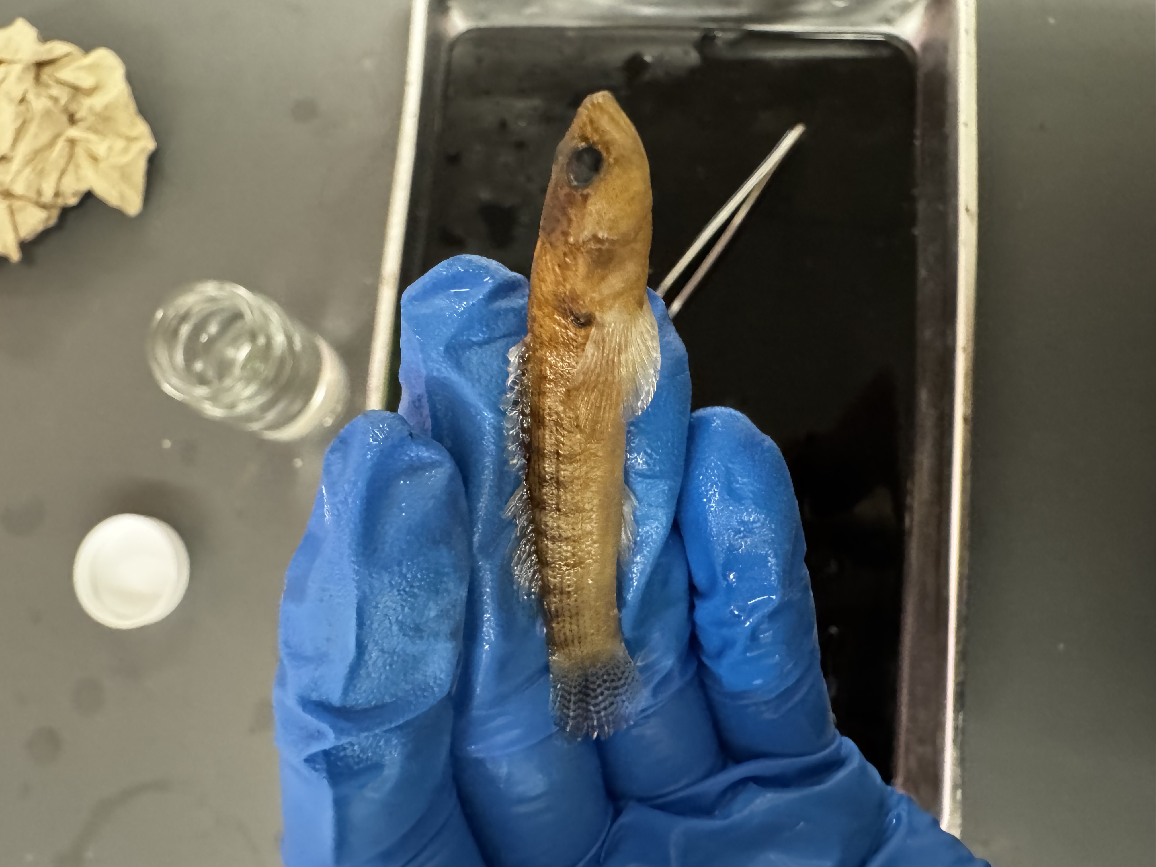 <p>Family:</p><p>Species:</p><p>Scientific:</p>