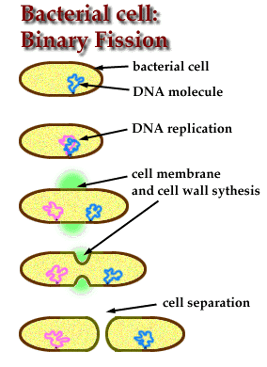 <p>1. circular DNA is copied <br>2. both DNA loops attach to membrane<br>3. cell elongates and separates<br>4. new cell membrane &amp; cell wall are synthesized<br>5. 2 daughter cells are formed</p>