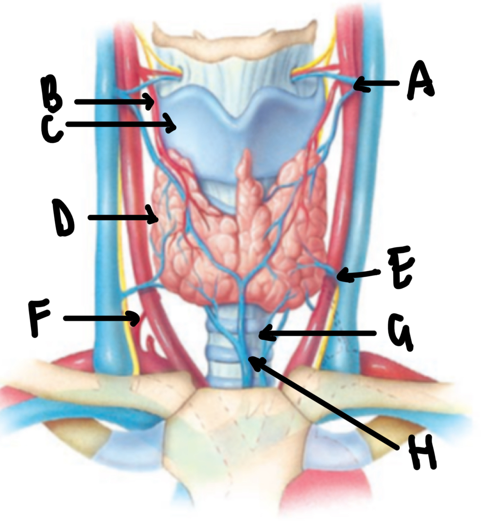 <p>Name these structures in the neck</p>