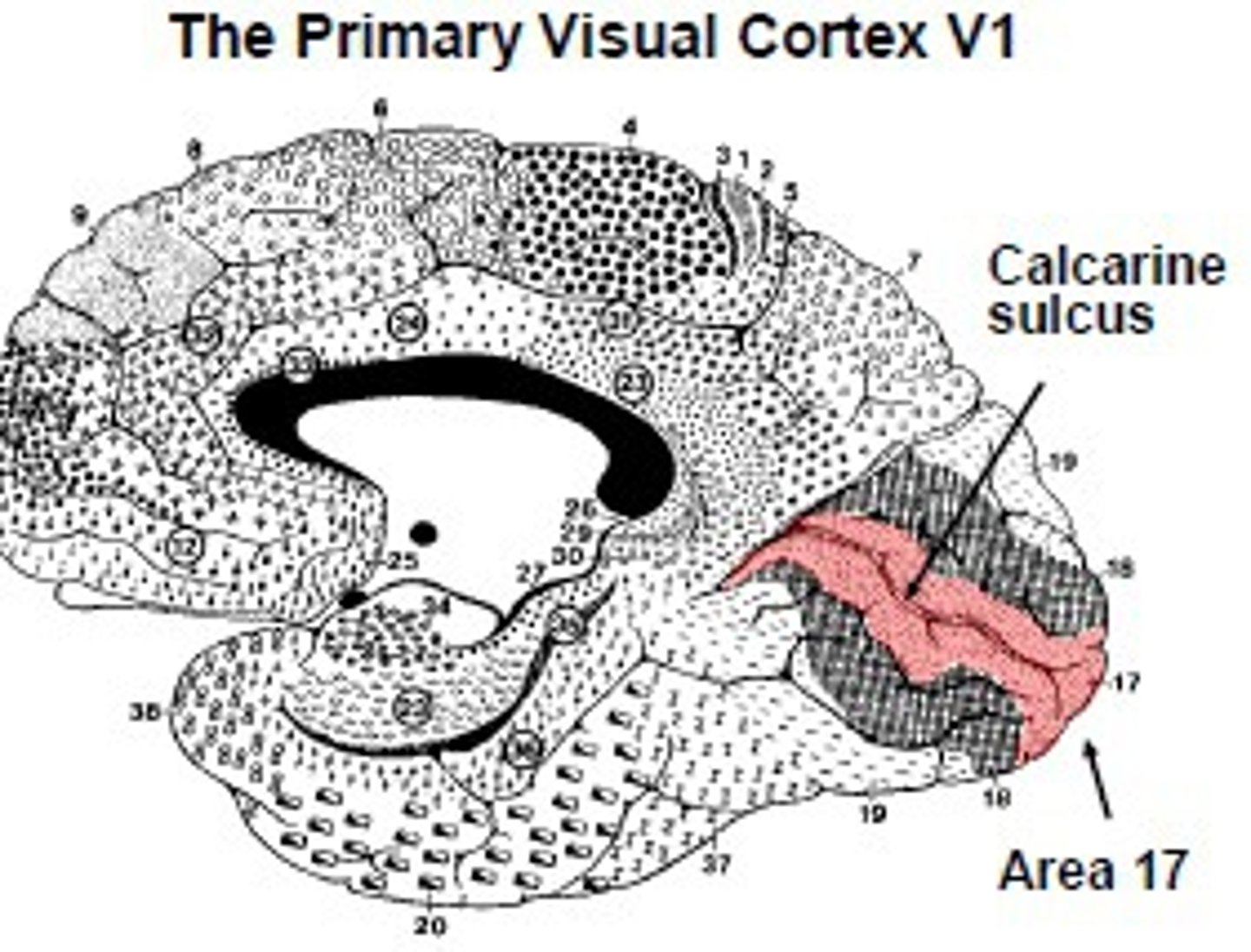 <p>-within calcarine sulcus and adjacent gyri</p>