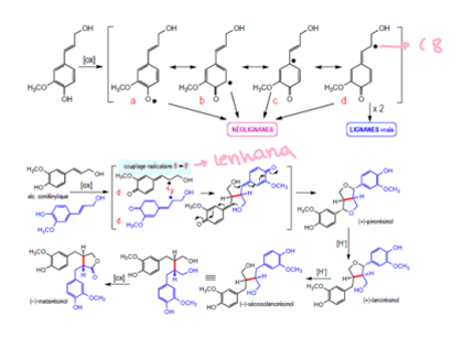 <p>São da via chiquimato, e resultam da condensação de unidades de fenilpropanoides (unidades C6-C3), por ligação entre os seus carbonos 8. Esta condensação resulta da formação de radicais livres (radical fenoxilo) nos carbonos, devido a oxidação, que depois polimerizam devido a acopolamento oxidativo com outra unidade de fenilpropanoides (devem estar as duas na forma de radical livre num dos seus carbonos)</p>