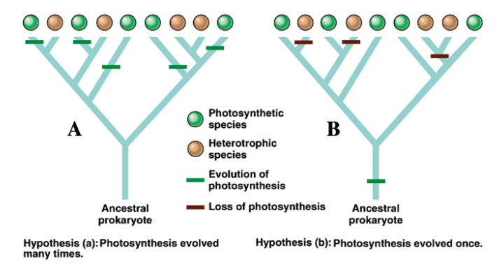 which tree is the tree of maximum parsimony?