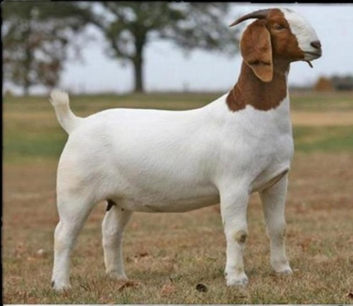 <p>Mostly black; some have gray or white markings; largest/heaviest Indian buffalo breed; milk yield: ~2238.7 kg/lactation.</p>