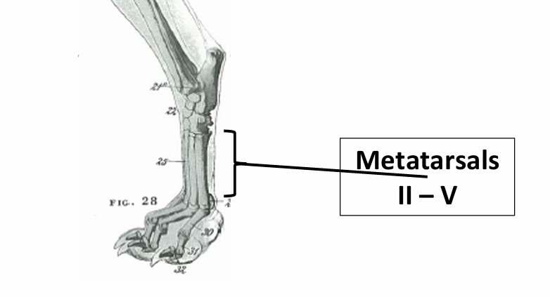 <ul><li><p>Mt I is small and non-weight bearing</p><ul><li><p>Dewclaw — often absent</p></li></ul></li><li><p>Mt II-V are all present</p></li></ul><p></p>