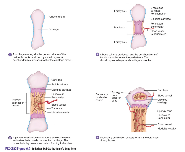 <ol><li><p>Chondroblasts build a cartilage model, the chrondroblasts become chondrocytes.</p></li><li><p>Cartilage model calcifies (hardens).</p></li><li><p>Osteoblasts invade calcified cartilage and a primary ossification center forms diaphysis.</p></li><li><p>Secondary ossification centers form epiphysis.</p></li><li><p>Original cartilage model is almost completely ossified and remaining cartilage is articular cartilage.</p></li></ol>