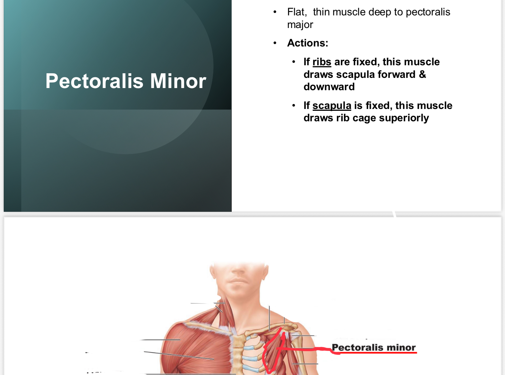 <p>Deeper than pectoralis major; draws scapula forward/downward and elevates rib cage.</p>