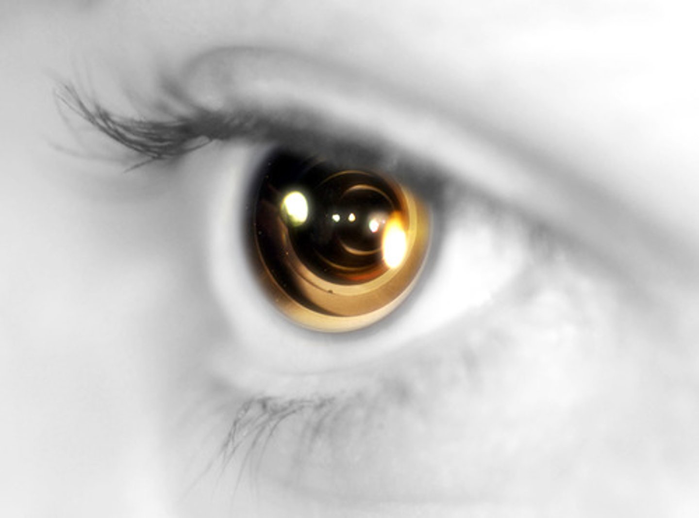 <p>The central focal point in the retina, around which the eye's cones cluster.</p>