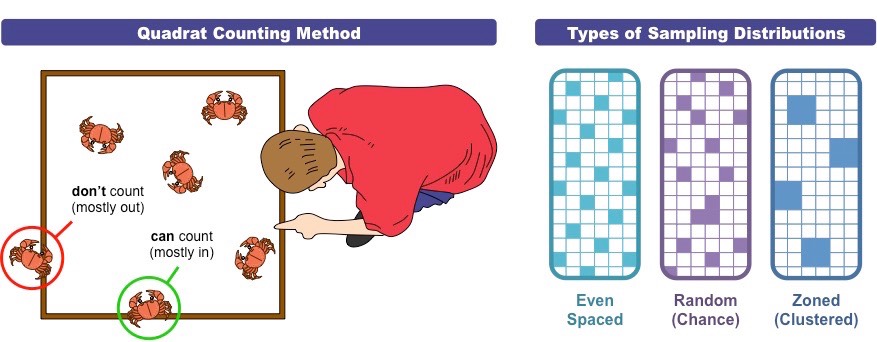 <p>It is the method used to determine the presence of two species within a given environment.</p><p>A quadrat is a rectendular frame of known dimensions that can be used to establish population densities. Quadrats are placed inside a defined area, either in <mark data-color="red">random</mark> or <mark data-color="red">designed</mark> arrangement. The number of individuals of a given species is either counted or estimated via percentage coverage. The sampling process is repeated many times to gain the representative data set.</p><p>In each quadrat, the presence or absence of each species is identified, allowing for the number of quadrats where both species were present to be compared against the total number of quadrats.</p><p>It is an effective method to count plants and sessile animals, but not motile organisms.</p><p><mark data-color="red">Chi square test</mark> can be used to test for association between the presence of both species.</p>