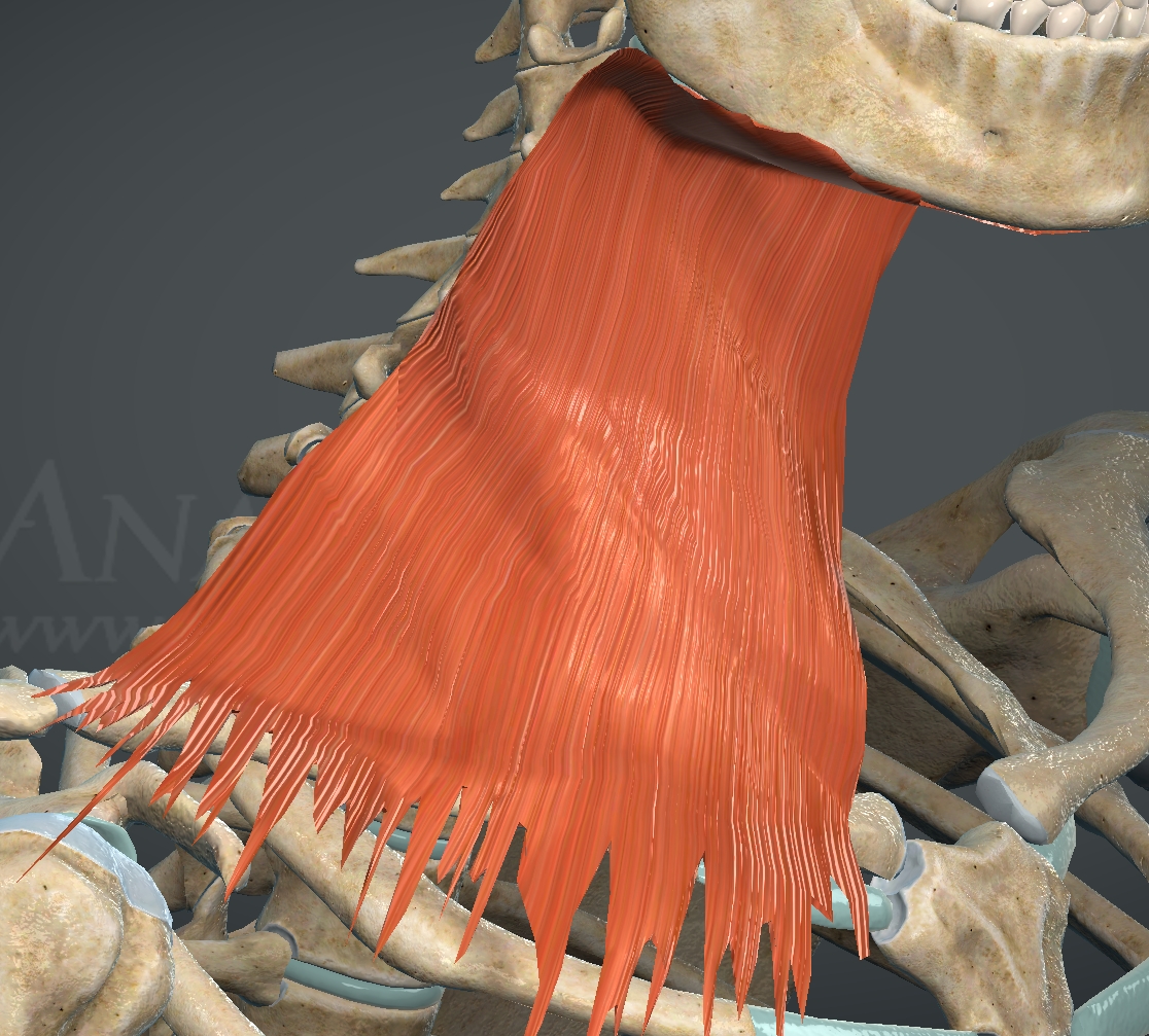 <p>What is this muscle?</p>