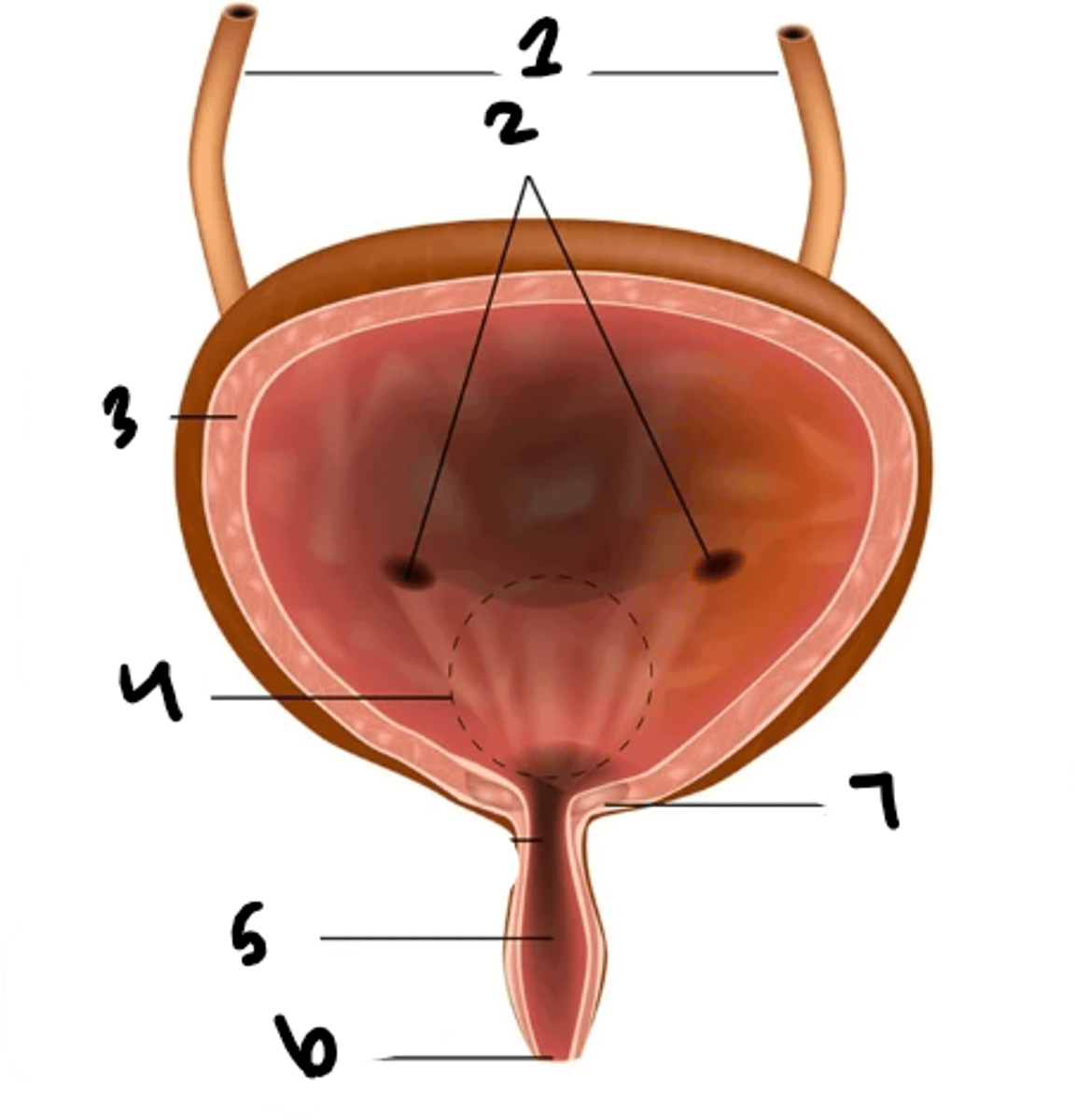 <p>What is structure 4?</p>