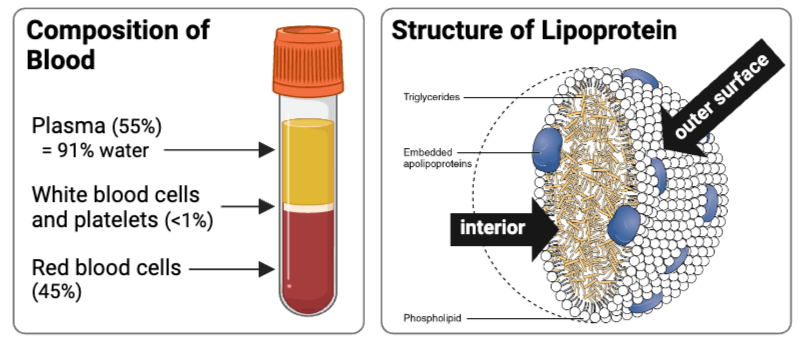 <p>Given that water is the most abundant molecule in blood, predict the chemical properties of a lipoprotein by filling in the blanks of the following statement.</p><p>The outer surface of a lipoprotein is ___________, and the interior is ___________.</p><ul><li><p><span>a. hydrophilic; hydrophilic</span></p><p></p></li><li><p><span>b. hydrophobic; hydrophobic</span></p><p></p></li><li><p><span>c. hydrophilic; hydrophobic&nbsp;</span></p><p></p></li><li><p><span>d. hydrophobic; hydrophilic</span></p></li></ul><p></p>