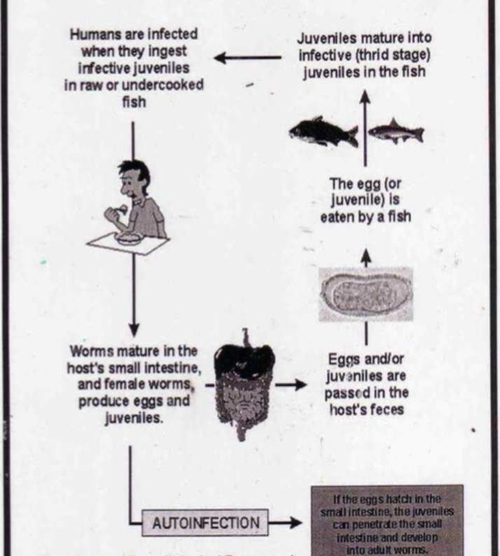 <p>Life cycle?</p>