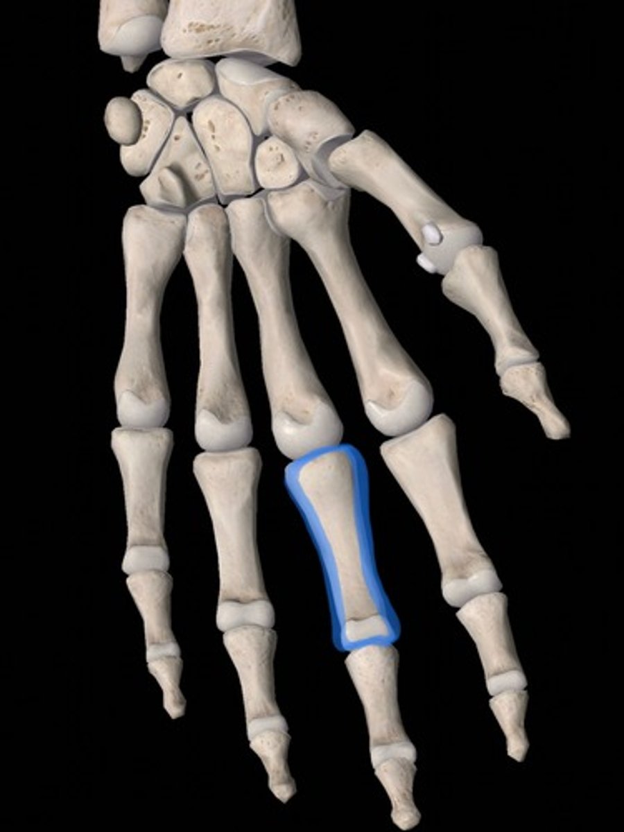 <p>bone</p>