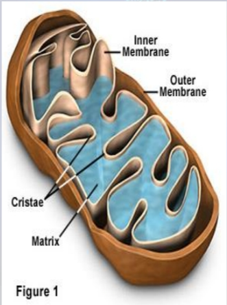 <p>Mitochondrion</p>