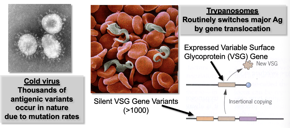 <ul><li><p>When the immune system detects an Ag, large concentrations of Ab are produced against the Ag and cytokines mobilize leukocytes</p></li><li><p><strong>Memory cells</strong> remain dormant in the body after infection but are rapidly activated generated upon re-infection</p></li><li><p>This <strong>secondary immune response</strong> generally eliminates the pathogen before any symptoms develop; thus it’s true <strong>immunity</strong></p></li><li><p>The <strong>immunological memory</strong> can eventually fade a memory cells undergo apoptosis after years of dormancy → Why we need booster shots</p></li><li><p><strong>Vaccines</strong> are solutions of non-infectious Ag that induce an immune response (and memory) without causing a disease state</p></li><li><p>Some vaccinations/infections provide lifelong immunity (chickenpox) while other pathogens (cold virus, sleeping sickness) resist immune memory</p></li><li><p>Length of memory is related to the pathogen and severity of infection</p></li><li><p>Weak infections produce fewer memory cells</p></li><li><p>Some pathogens have adapted strategies to evade or “out-mutate” immunity</p></li></ul><p></p>