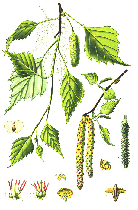 <p><em>Betulaceae -</em> břízovité</p><p><em>Betula pendula -</em> bříza bělokorá</p>