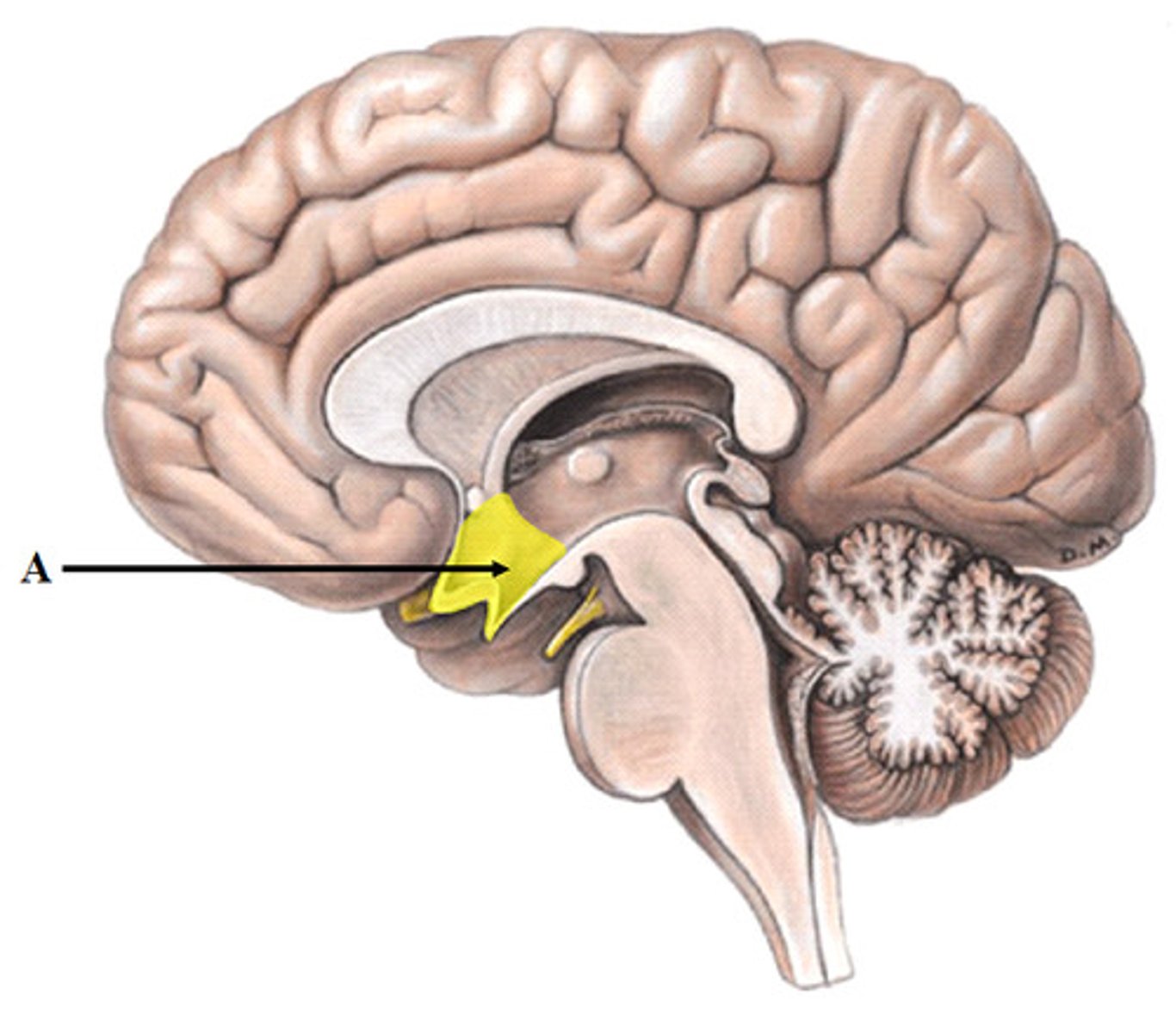 <p>The portion of the diencephalon that is involved in the maintenance of homeostasis.</p><p>It is the link between the two systems used for communication: the nervous system and the endocrine system</p><p>It controls:</p><p>- Heart rate</p><p>- blood pressure</p><p>- food and water intake,</p><p>- A number of cyclical processes (e.g. sleep/wake, menstruation)</p><p>It is the “Command Center” of the endocrine system due to its effect on the release (or inhibition) of many hormones</p><p>It helps govern the endocrine system via the pituitary gland</p>