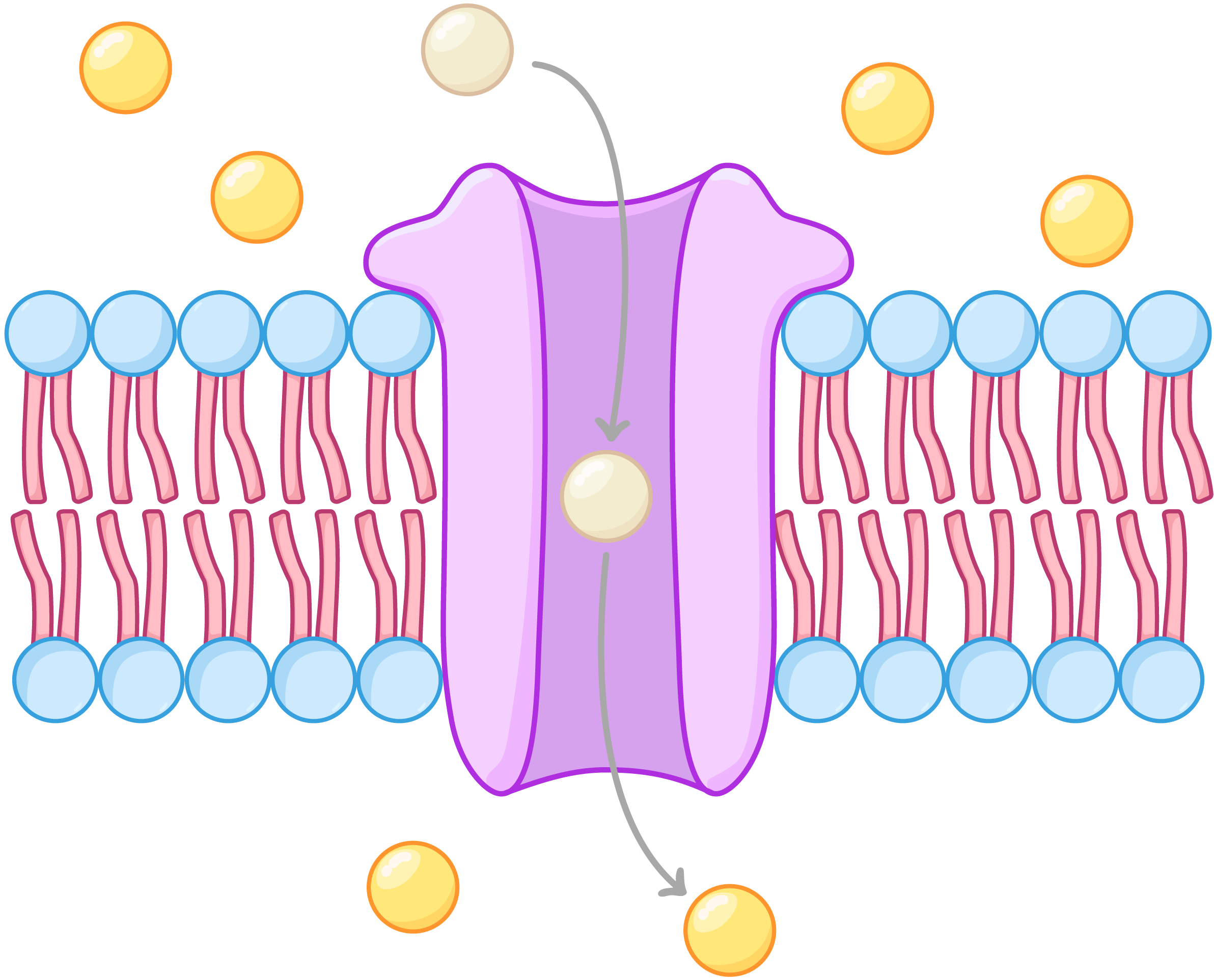 <ul><li><p>selective hydrophillic channels</p></li></ul><p></p>