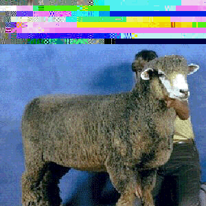 <p>originated in New Zealand by crossing Lincoln rams with Merino ewes</p>