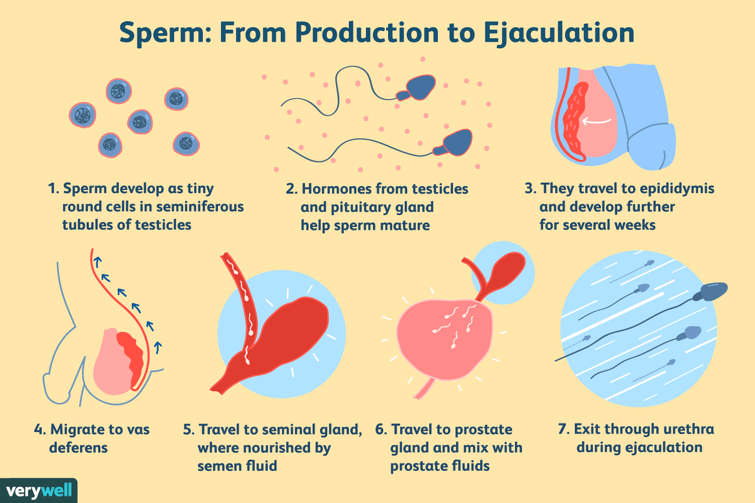 <p>sperm and seminal fluid </p>