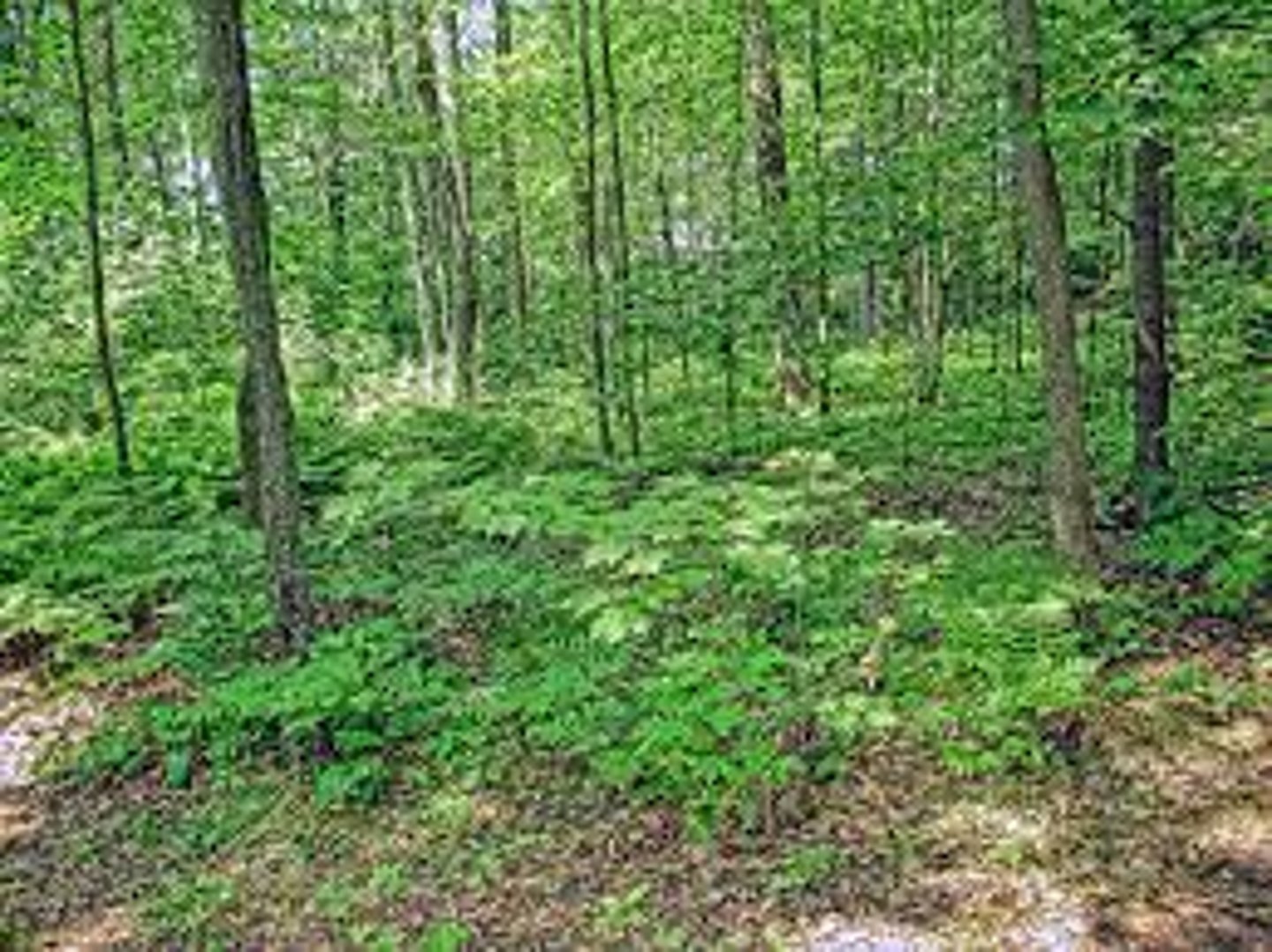 <p>bụi cây thấp, tầng cây thấp</p>