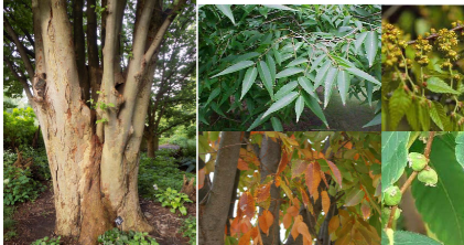 <p>-smooth gray bark when young, reveals orange inner bark with aging -serrated leaves -branches V shaped from trunk -peely bark</p>