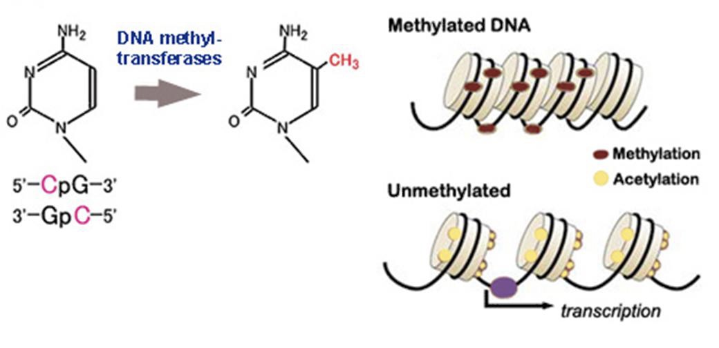 ADDING A METHYL GROUP TO SILENCE A GENE.

A -CH3 (methyl) group is added to DNA at CpG or GpC sites via enzymes. This alters the DNA structure and prevents transcription from occurring through blocking the transcription factor from binding to promoter regions or making the DNA more complex / further wrapping it around histone, meaning the DNA sequence is not easily accessible. This causes the gene silencing. 