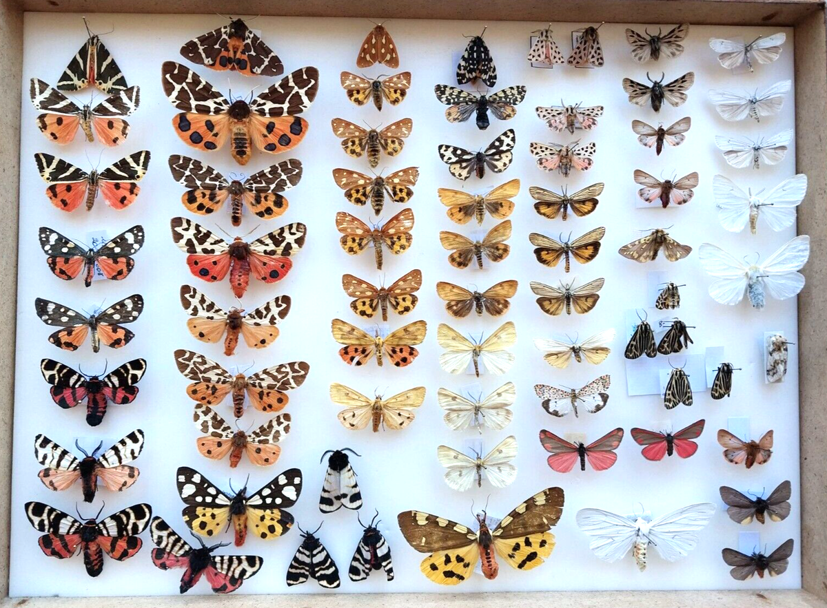 <p>Tiger Moths</p><p>Order Lepidoptera</p>