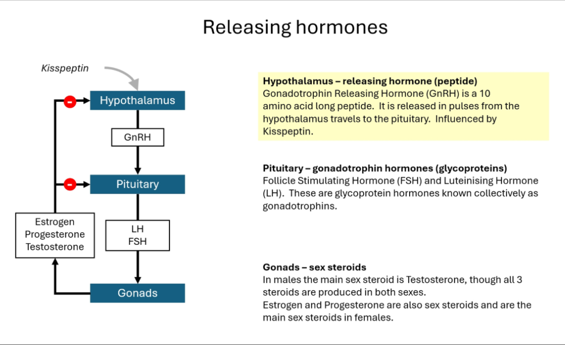 <p>GnRH pathway </p>