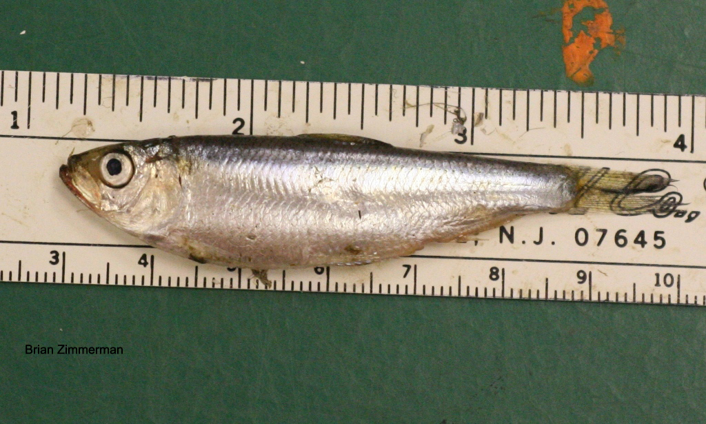 <p>Alewife; laterally compressed body, terminal mouth, single dark shoulder spot.</p>