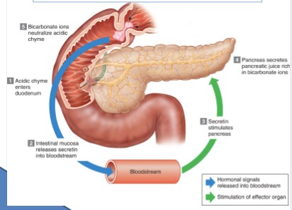 * Vagus nerve
* Local hormones
  * secretin
  * cholecystokinin (CCK)
* Acid stimulates __secretin__ release
* pancreas secretes HCO3^-  (rich blood)
* **Fat and protein-rich chyme stimulates both secretin and CCK**
* **CCK stimulates secretion of pancreatic enzymes, contraction of gall bladder**
* **secretin stimulates secretion of bile from liver**