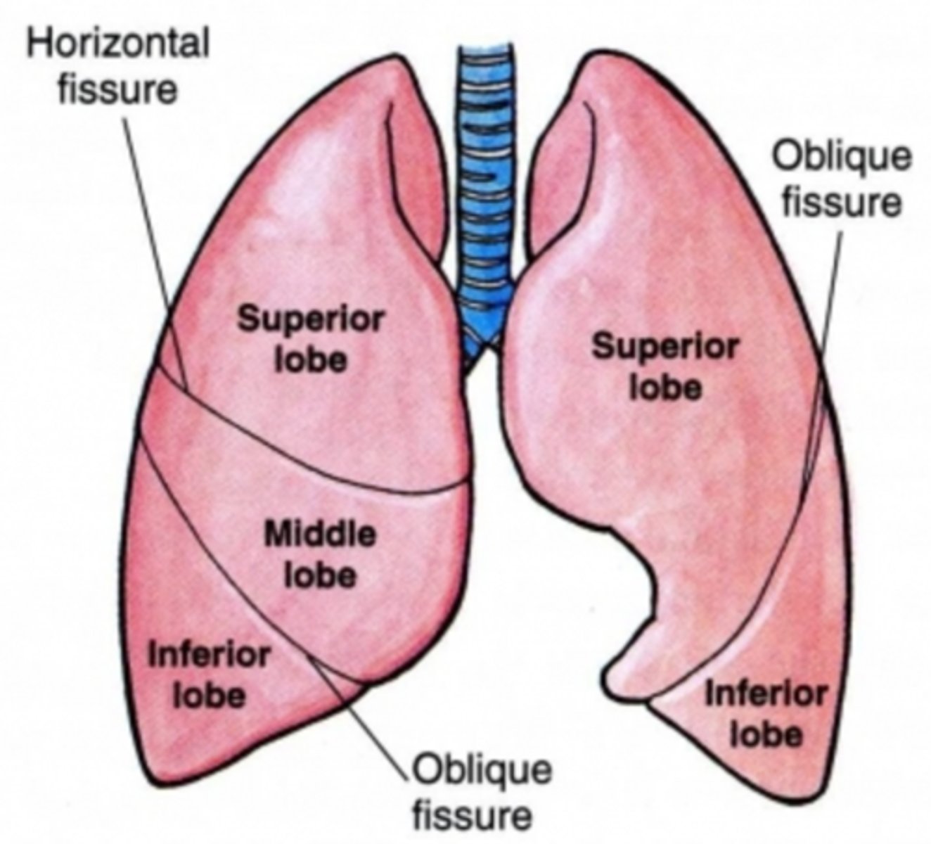 <p>3 right, 2 left (no middle lobe)</p><p>surfaces: costal surface (facing chest well)</p><p>mediastna surface (facing heart)</p><p>hilum- area where airway and blood vessels go in and out of lung</p>