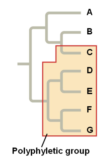polyphyletic