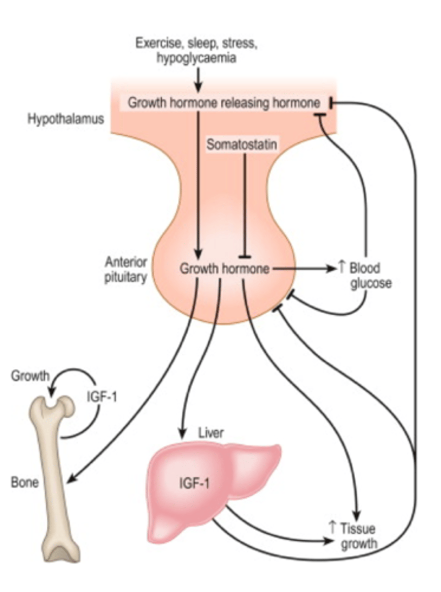 <p>the hypothalamus produces:</p><p>growth hormone-releasing hormone (GH-RH) </p><p>and</p><p>growth hormone inhibitory hormone (somatostatin)</p><p>- acts directly on body tissues (liver, adipose, bone, muscle)</p>