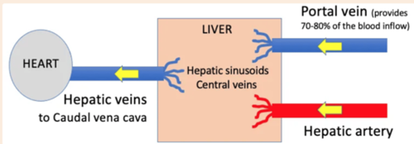 <p>-Hepatic artery: Carries oxygenated blood from the heart</p><p>Hepatic portal vein: Takes nutrient-rich blood from the intestine to the liver</p>