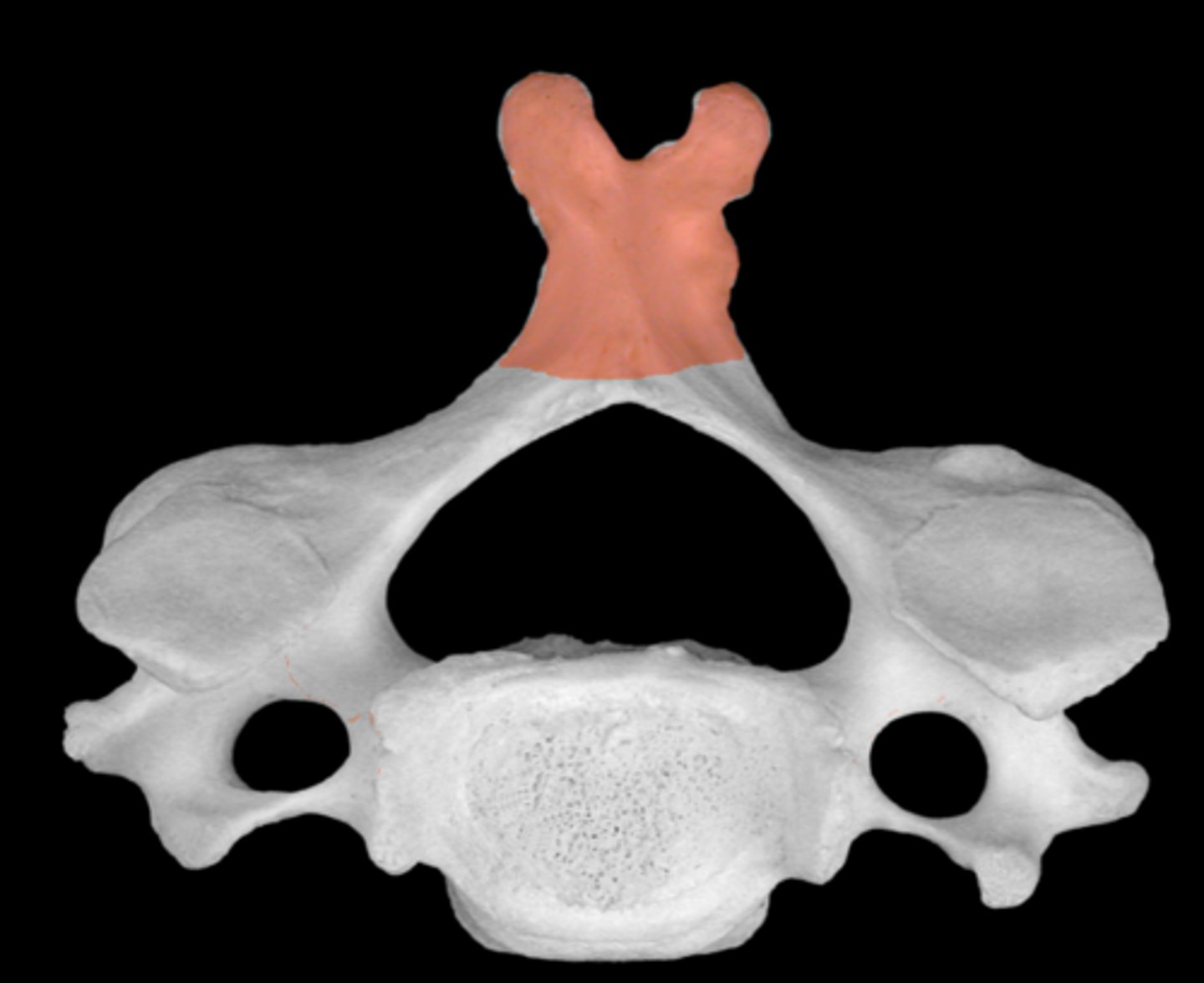 <p>extends posteriorly</p>