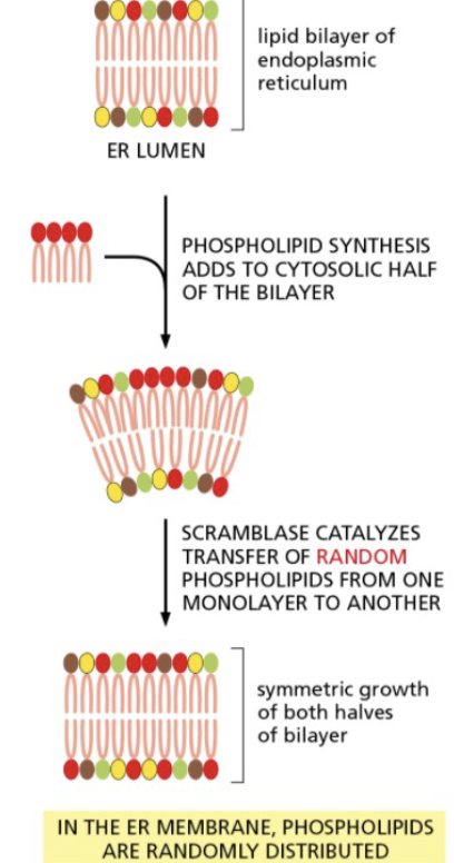 <ul><li><p>begins in the ER</p></li><li><p>flippases have specificity for different types of phospholipids</p></li><li><p>newly synthesized phospholipids are added to the cytosolic side of the ER membrane and then redistributed by transporters that transfer them from one half of the lipid bilayer to the other</p><ul><li><p>biosynthetic enzymes bound to the cystosolic monolayer of the ER membrane produce new phospholipids from free fatty acids and insert them into the cytosolic monolayer</p></li><li><p>transporters called scramblases then randomly transfer phospholipid molecules from one monolayer to the other, allowing the membrane to grow as a bilayer in which the two leaflets even out continuously in size and lipid composition</p></li></ul></li></ul><p></p>