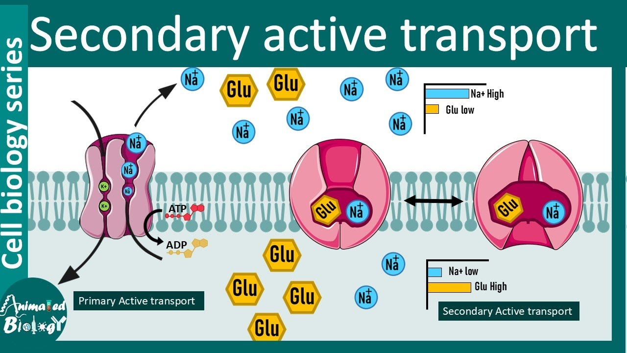 <p>() active transport moves an ion or molecule along its concentration gradient; its energy source is the () gradient; many amino acids and () enter the cell in this way</p>