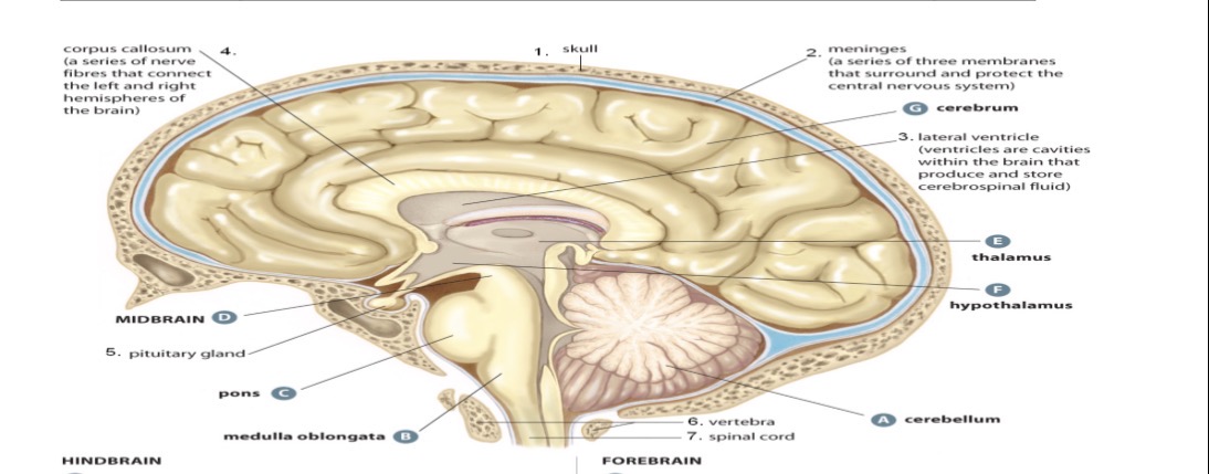 <p>allows for <strong>communication </strong>b/w left and right <strong>hemispheres</strong></p>