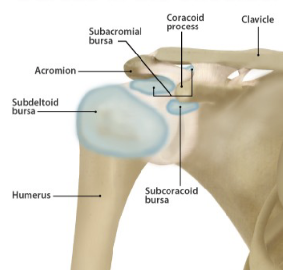 <p>located anterior to the subscapularis m. and inferior to the coracoid process</p>